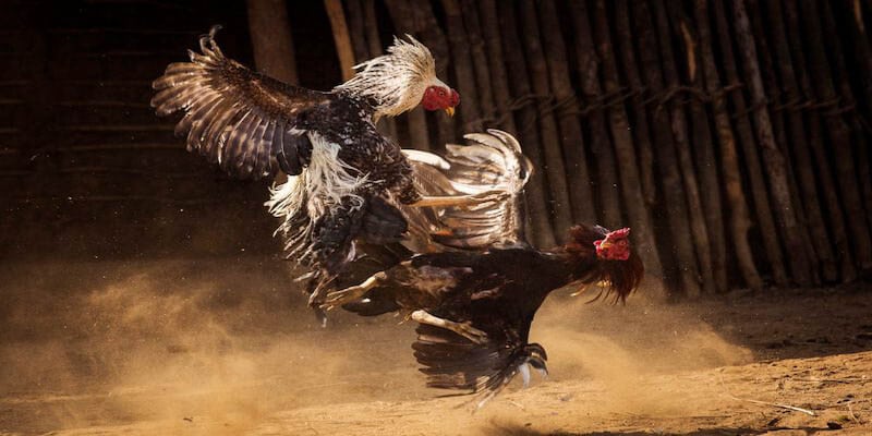 hai nhan vat trong tran da ga 24 ty