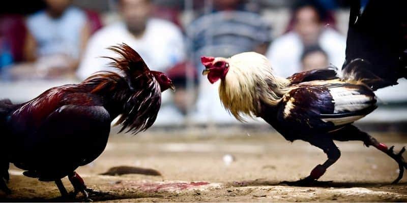 tran da ga 24 ty dien ra vo cung gay can