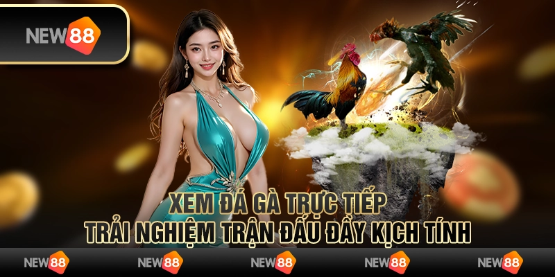 Xem đá gà trực tiếp, trải nghiệm trận đấu đầy kịch tính