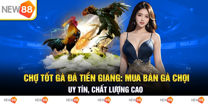 Chợ tốt gà đá tiền giang: mua bán gà chọi uy tín, chất lượng cao