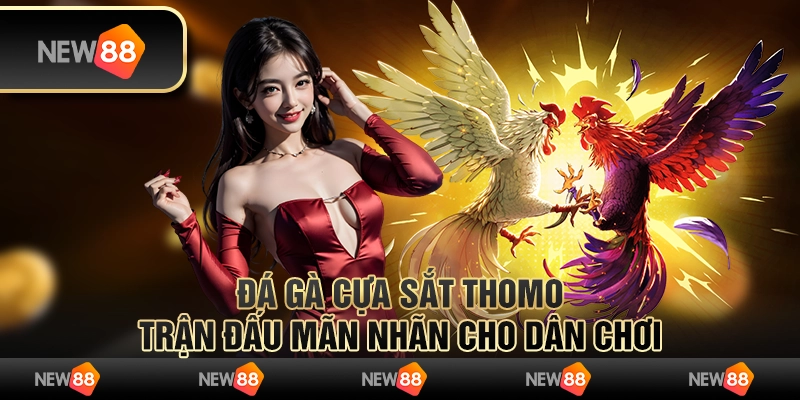 Đá gà cựa sắt Thomo: Trận đấu mãn nhãn cho dân chơi
