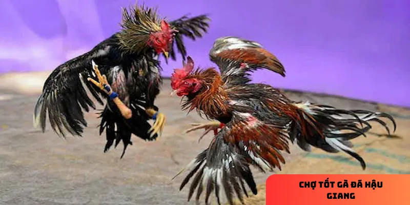 Hiểu chung về chợ tốt gà đá hậu giang