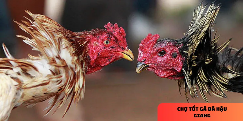 Kinh nghiệm mua bán tại chợ hậu giang