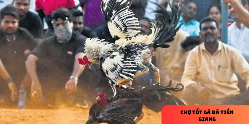 Gà nòi nổi bật với sức mạnh và khả năng chiến đấu tốt.