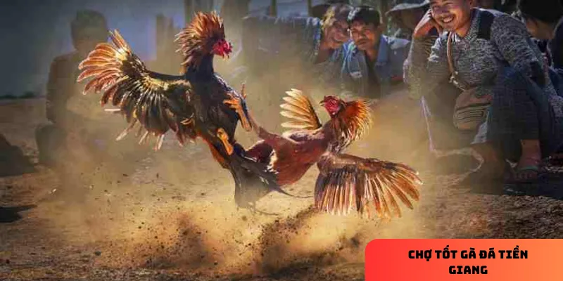 Giá gà chọi tại chợ phù hợp với nhiều đối tượng người chơi.