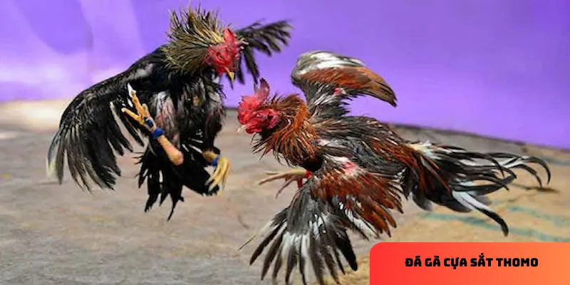 Phân tích trận đấu sẽ giúp bạn chọn kèo cược hợp lý.