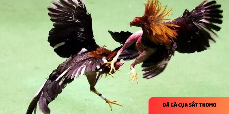 Trận đấu mang đến cảm giác kịch tính và hồi hộp.