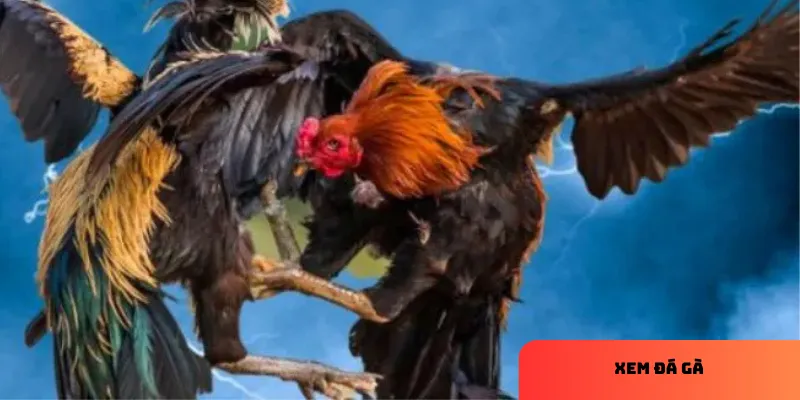 Chất lượng video HD