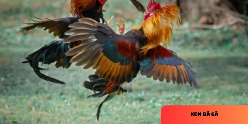 Trận đấu gà kịch tính