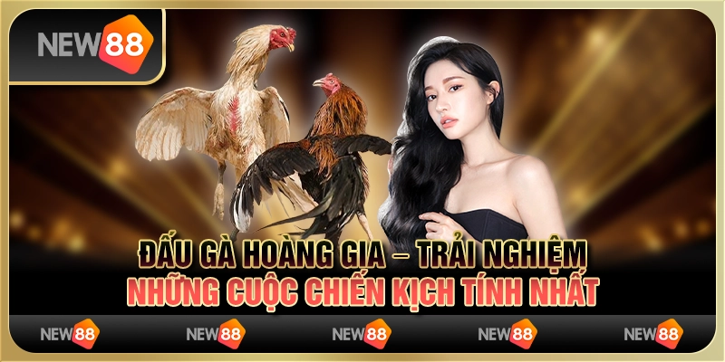 Đấu gà hoàng gia – trải nghiệm những cuộc chiến kịch tính nhất