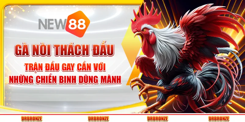 Gà Nòi Thách Đấu – Trận Đấu Gay Cấn Với Chiến Binh Dũng Mãnh