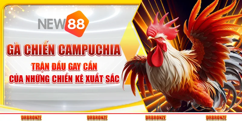 Gà Chiến Campuchia – Trận Đấu Gay Cấn Của Những Chiến Kê Xuất Sắc
