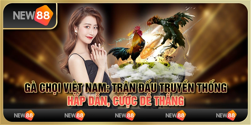 Gà chọi Việt Nam: Trận đấu truyền thống hấp dẫn, cược dễ thắng