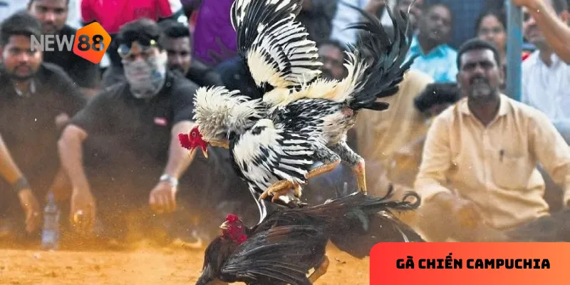Mẹo cá cược đá gà Campuchia hiệu quả
