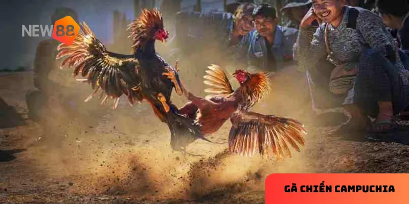Sơ lược gà chiến Campuchia