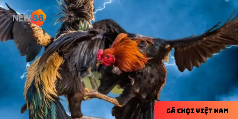 Đặc điểm nổi bật tạo nên sức hút riêng của gà chọi Việt Nam.
