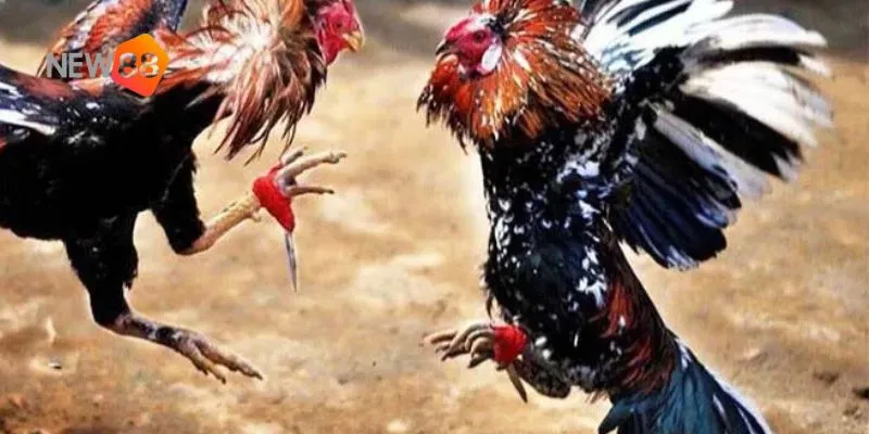 Chiến lược hợp lý và quản lý vốn chặt chẽ là chìa khóa để thành công khi đặt cược gà nòi