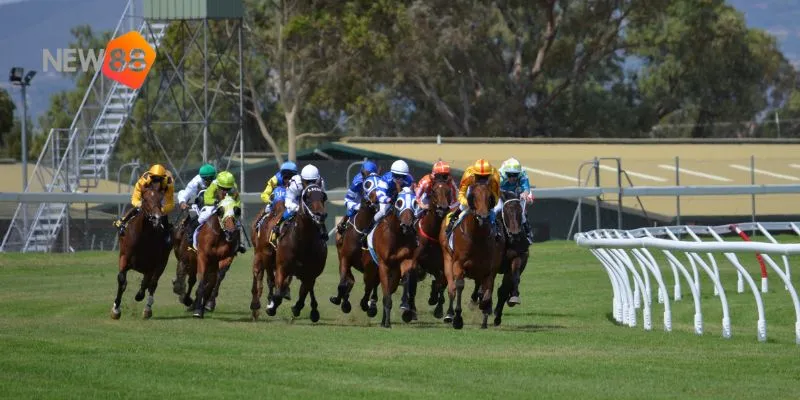 Tìm hiểu những lý do bạn nên chọn New88 để tham gia cá cược đua ngựa.