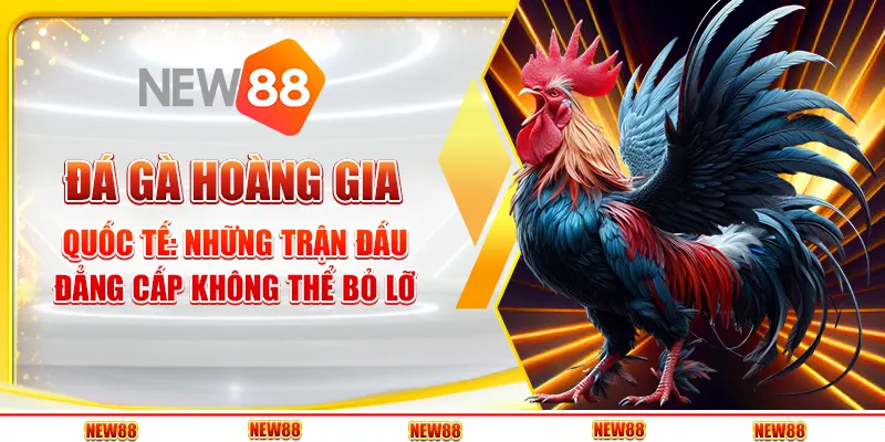 Đá gà hoàng gia quốc tế: Những trận đấu đẳng cấp không thể bỏ lỡ