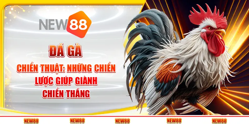 Đá gà chiến thuật: Những chiến lược giúp giành chiến thắng