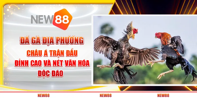 Đá gà địa phương châu Á: Trận đấu đỉnh cao và nét văn hóa độc đáo