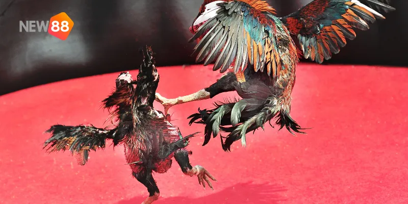 Chăm sóc tốt sức khỏe gà là cách duy trì phong độ ổn định trong mọi trận đấu.