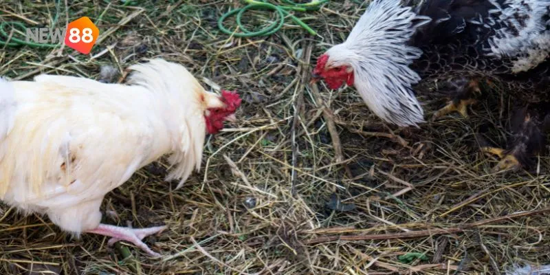 Huấn luyện kỹ lưỡng là chìa khóa giúp chiến kê đạt phong độ cao nhất.