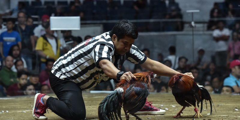 suc-hap-dan-cua-loai-giai-da-ga