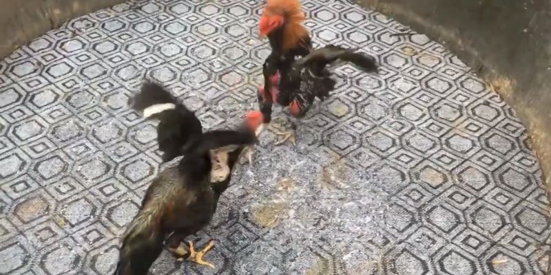 bi-quyet-soi-ga-trong-giai-ao-lang