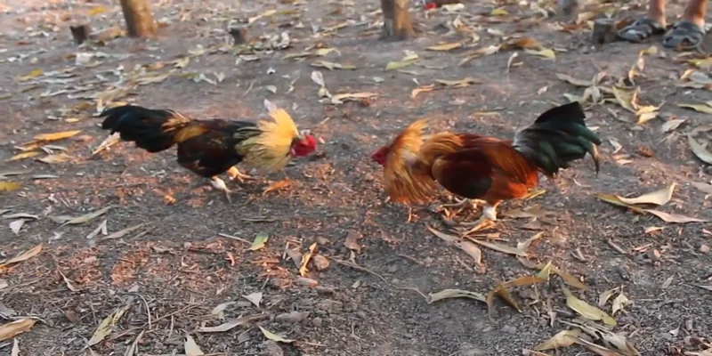 Kinh nghiệm đá gà tre cần thiết cho newbie