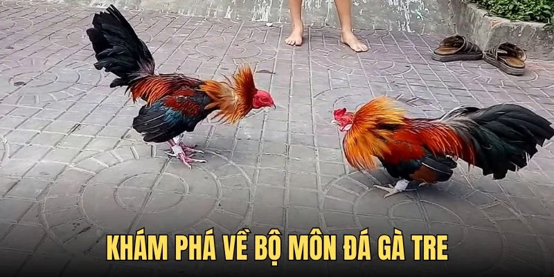 Tìm hiểu về đá gà tre chuẩn chỉ từ SUNWIN