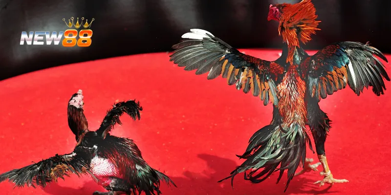 Mẹo chiến lược giúp bạn chiến thắng