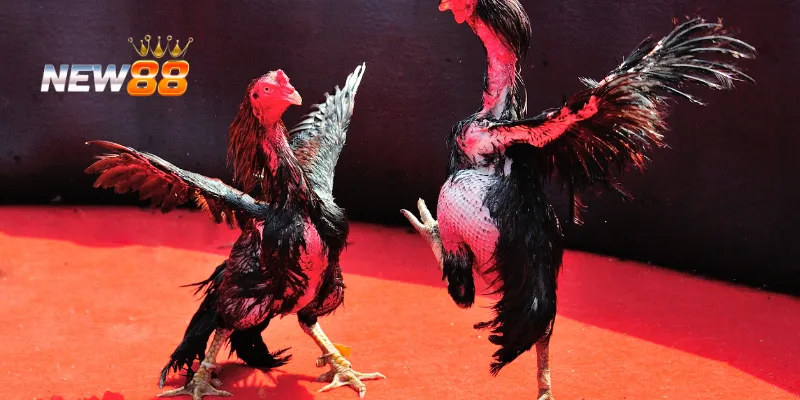 Cấu trúc trận đấu và lựa chọn chiến kê