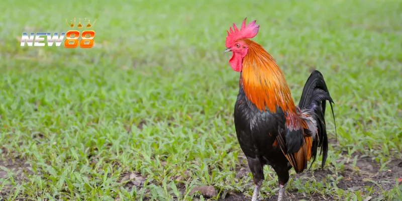 Trận đấu máu lửa giữa các chiến kê.