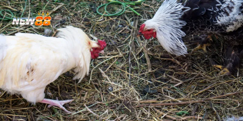 Chiêu thức phản công hiệu quả.