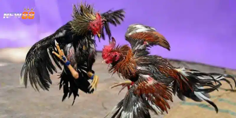 Những loại kèo thường gặp khi chơi đá gà trực tuyến