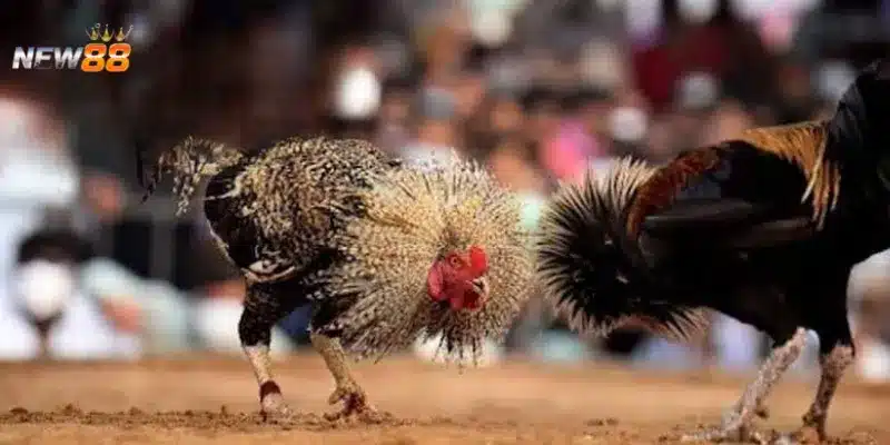 Cách thức đọc bảng kèo và tỷ lệ cược đúng chuẩn