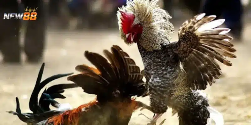 Cách soi kèo đá gà từ những chuyên gia là gì?