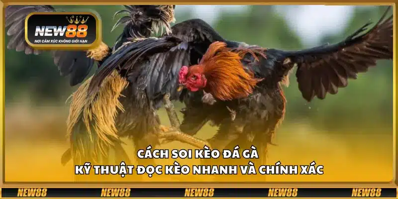 Cách soi kèo đá gà – Kỹ thuật đọc kèo nhanh và chính xác